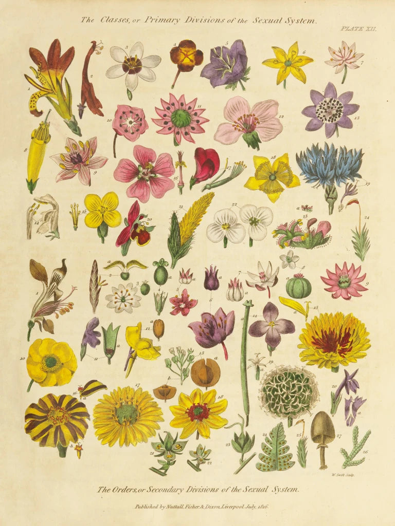 Herbal Botanical XI by Wild Apple Portfolio