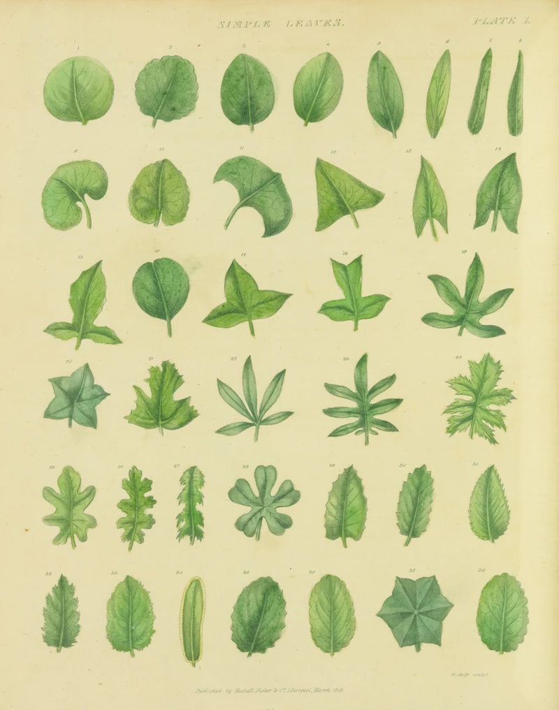 Herbal Botanical XII by Wild Apple Portfolio