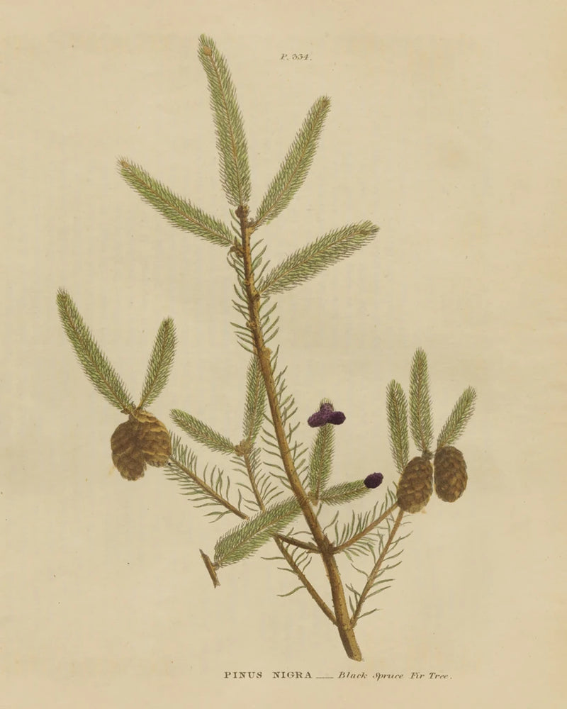 Herbal Botanical XIV by Wild Apple Portfolio