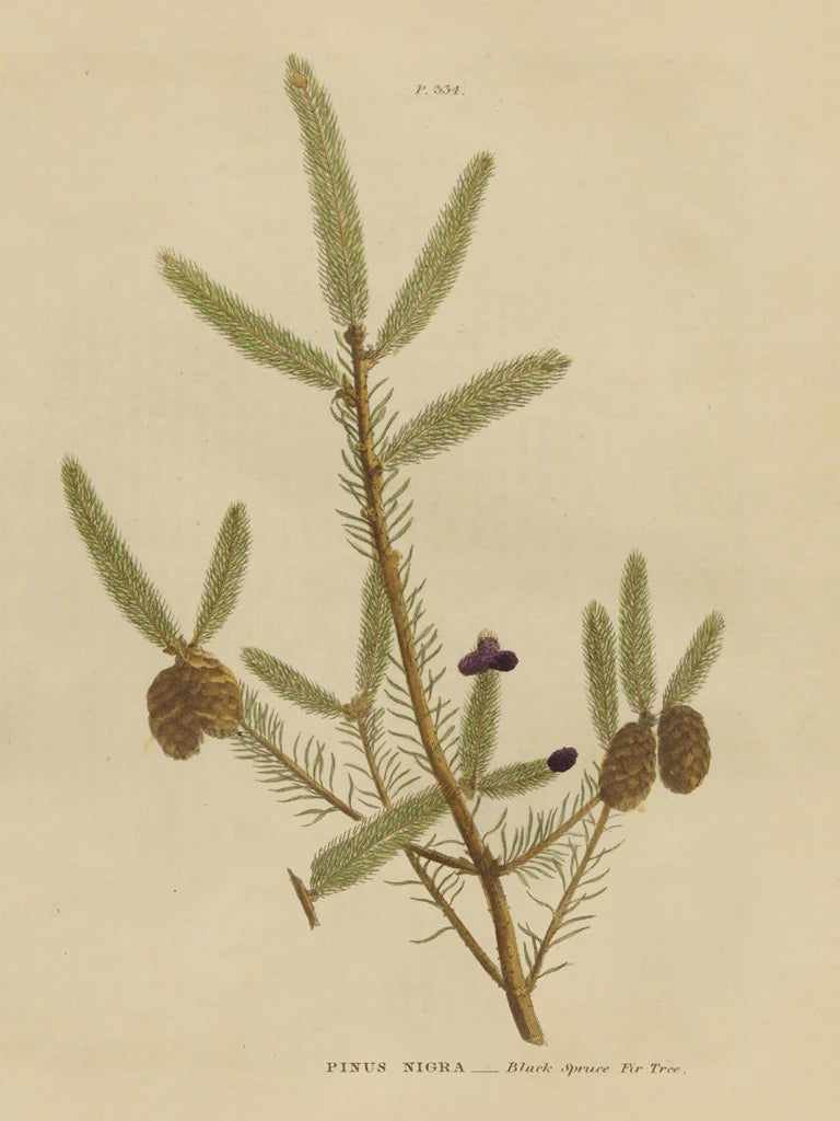 Herbal Botanical XIV by Wild Apple Portfolio