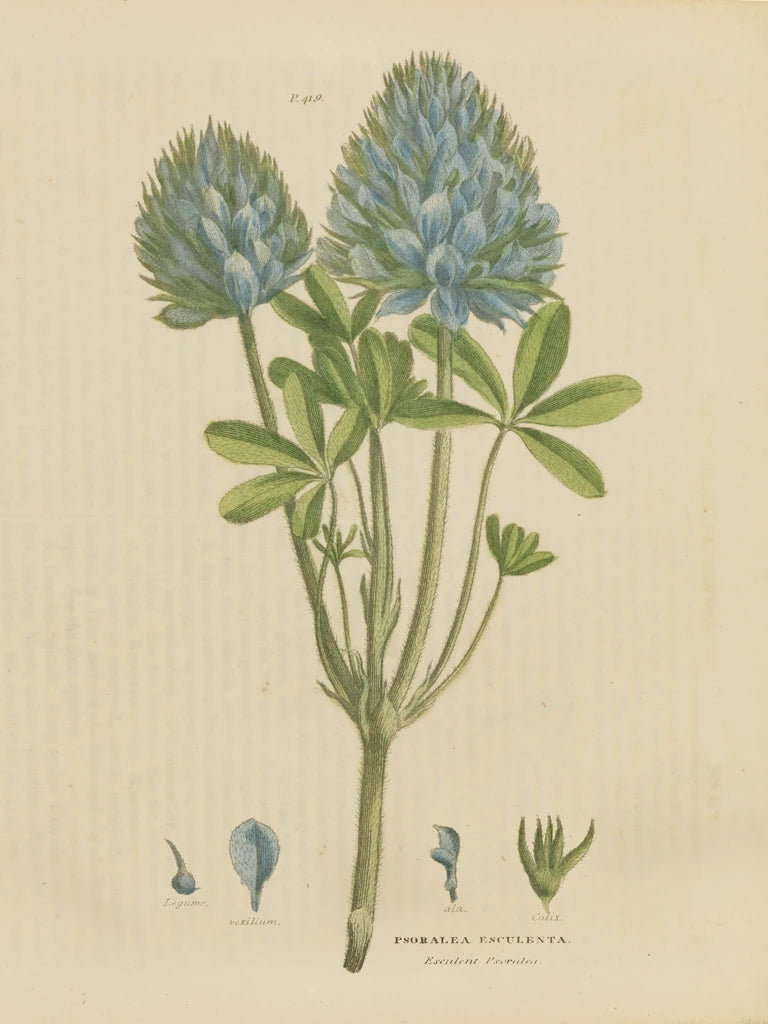 Herbal Botanical XV by Wild Apple Portfolio
