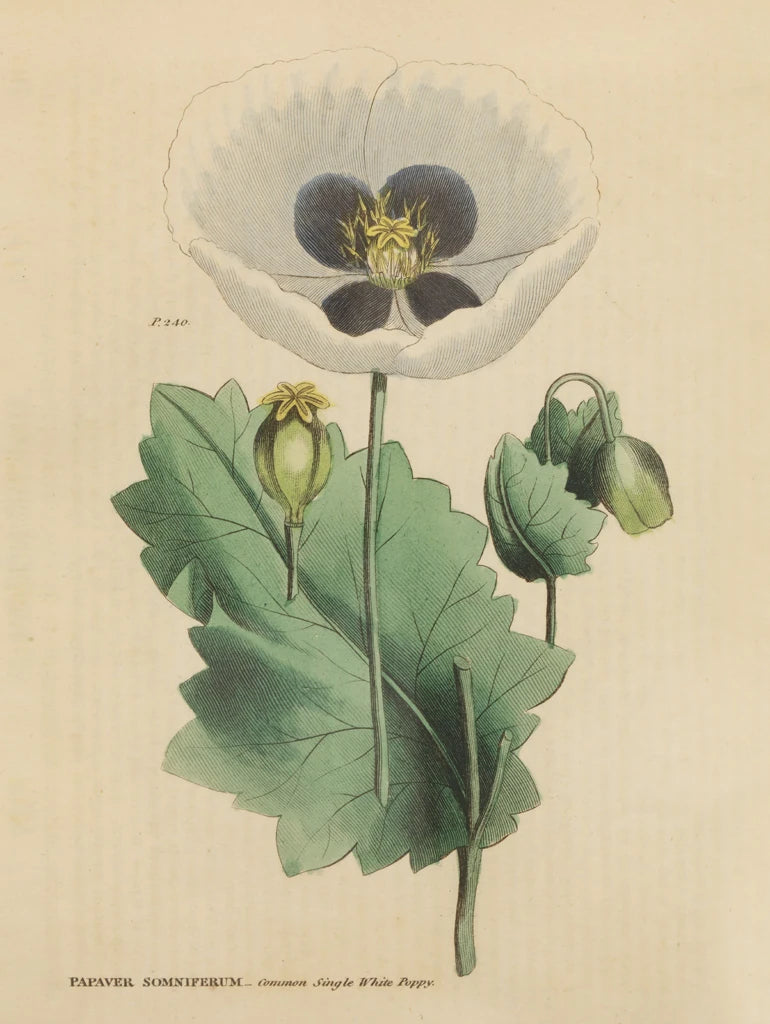 Herbal Botanical XVI by Wild Apple Portfolio