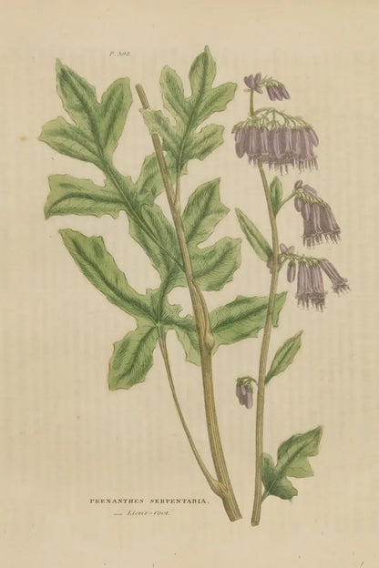 Herbal Botanical XVII by Wild Apple Portfolio. SKU 41422h. Archival Giclee Fine art print for wall decor.