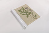 Herbal Botanical XVII by Wild Apple Portfolio. shown as a rolled paper print. Available as archival giclee rolled canvas, fine art paper, or poster print. SKU 41422h.