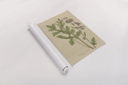 Herbal Botanical XVII by Wild Apple Portfolio. shown as a rolled paper print. Available as archival giclee rolled canvas, fine art paper, or poster print. SKU 41422h.