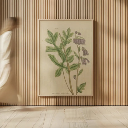 Herbal Botanical XVII by Wild Apple Portfolio. shown as over sized large wall art. Available as an archival giclee rolled canvas, fine art paper, or poster print. SKU 41422h.