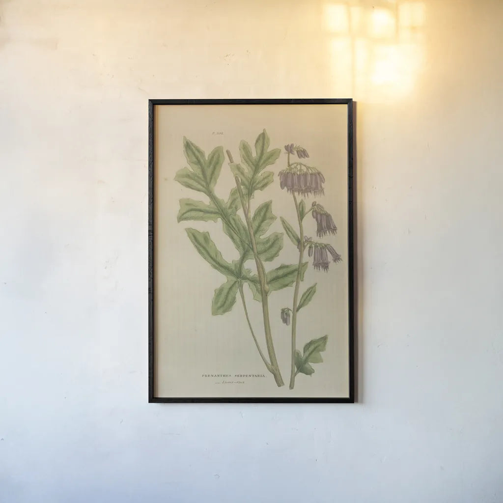 Herbal Botanical XVII by Wild Apple Portfolio. shown as a paper print in a black flame. Available as a archival giclee rolled canvas, fine art paper, or poster print. SKU 41422h.