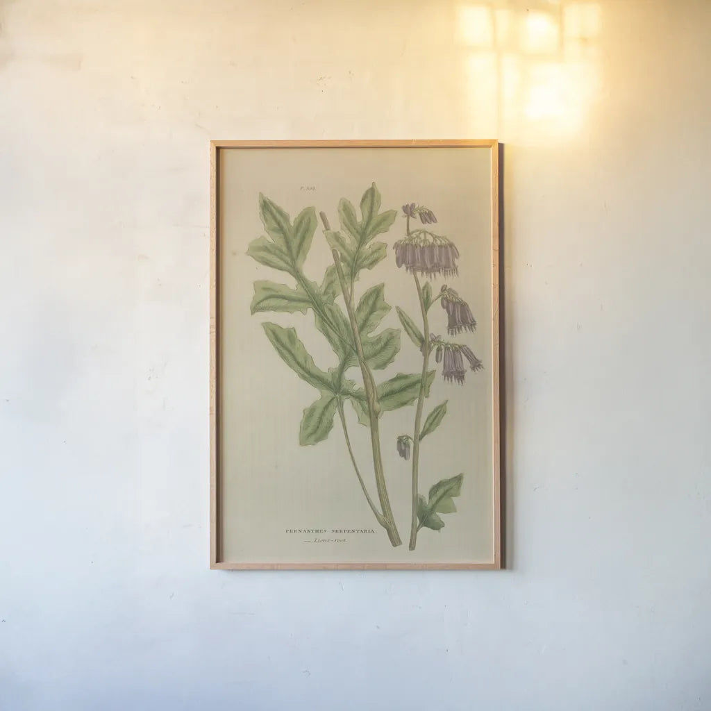 Herbal Botanical XVII by Wild Apple Portfolio. shown as a paper print in a natural frame. Available as a archival giclee rolled canvas, fine art paper, or poster print. SKU 41422h.