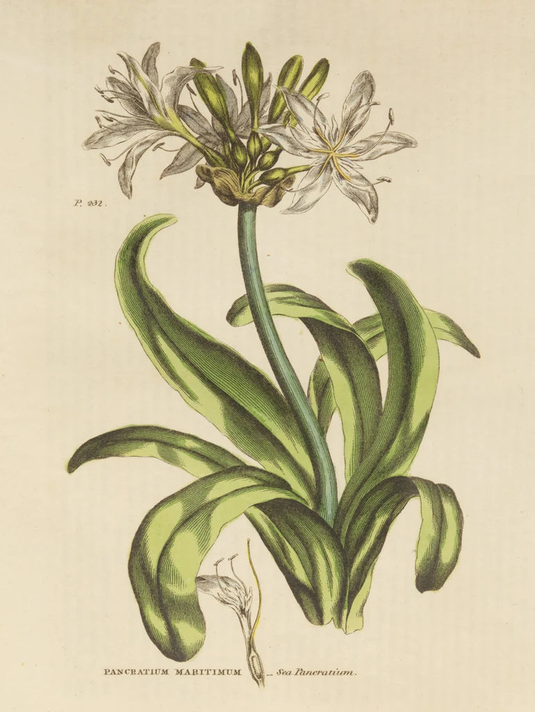 Herbal Botanical XX by Wild Apple Portfolio