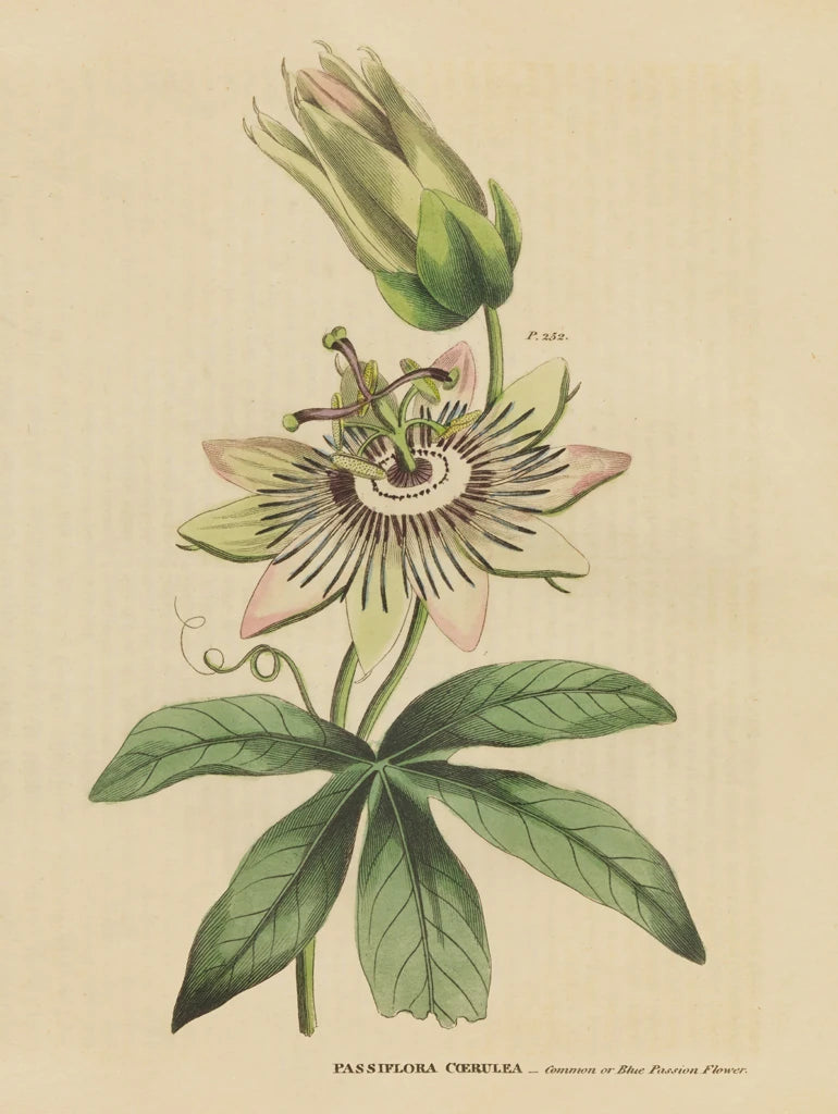 Herbal Botanical XXI by Wild Apple Portfolio