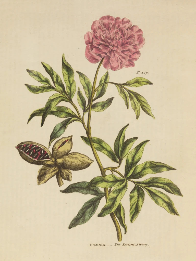 Herbal Botanical XXIV by Wild Apple Portfolio