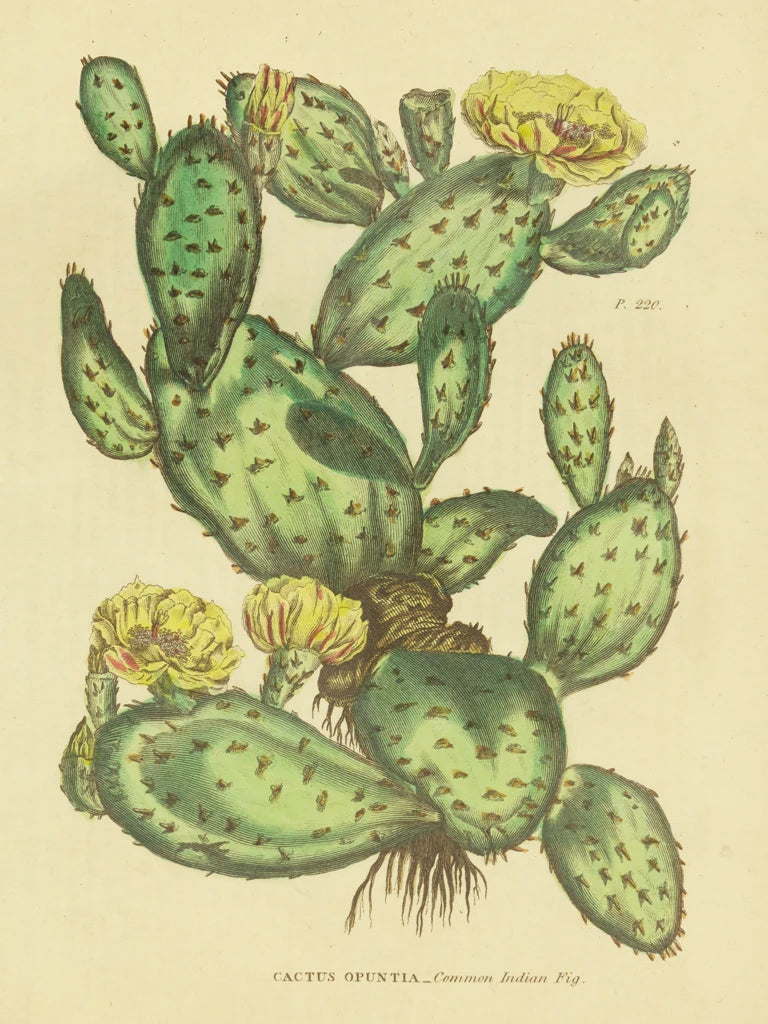 Herbal Botanical XXIX by Wild Apple Portfolio