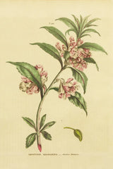 Herbal Botanical XXVI by Wild Apple Portfolio. SKU 41431h. Archival Giclee Fine art print for wall decor.