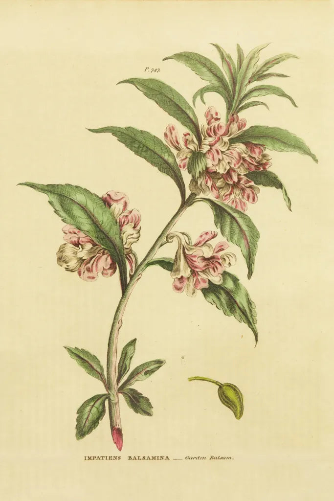 Herbal Botanical XXVI by Wild Apple Portfolio. SKU 41431h. Archival Giclee Fine art print for wall decor.
