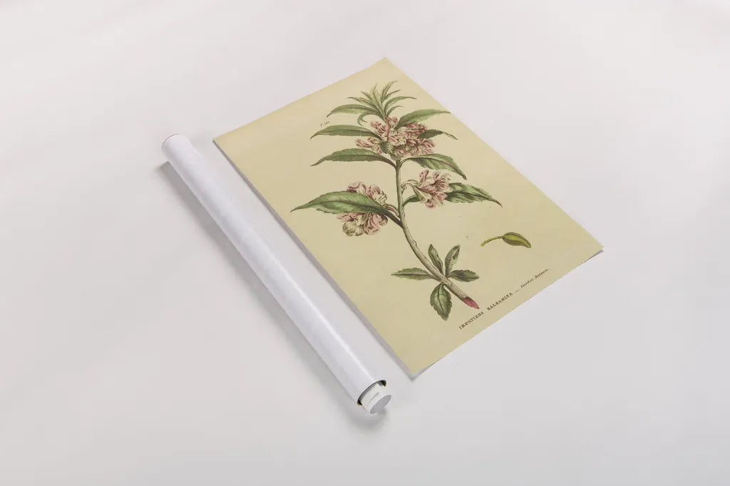 Herbal Botanical XXVI by Wild Apple Portfolio. shown as a rolled paper print. Available as archival giclee rolled canvas, fine art paper, or poster print. SKU 41431h.
