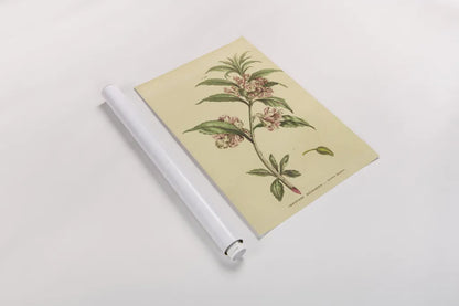 Herbal Botanical XXVI by Wild Apple Portfolio. shown as a rolled paper print. Available as archival giclee rolled canvas, fine art paper, or poster print. SKU 41431h.