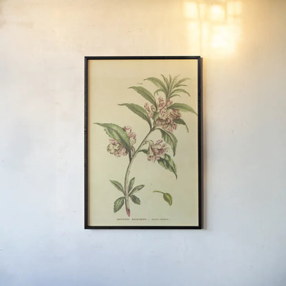 Herbal Botanical XXVI by Wild Apple Portfolio. shown as a paper print in a black flame. Available as a archival giclee rolled canvas, fine art paper, or poster print. SKU 41431h.