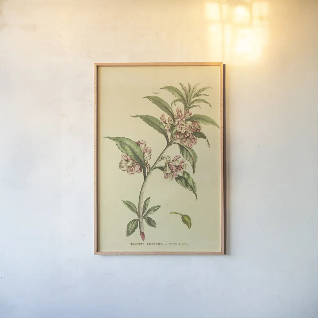 Herbal Botanical XXVI by Wild Apple Portfolio. shown as a paper print in a natural frame. Available as a archival giclee rolled canvas, fine art paper, or poster print. SKU 41431h.