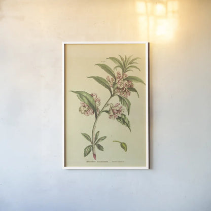 Herbal Botanical XXVI by Wild Apple Portfolio. shown as a paper print in a white frame. Available as a archival giclee rolled canvas, fine art paper, or poster print. SKU 41431h.