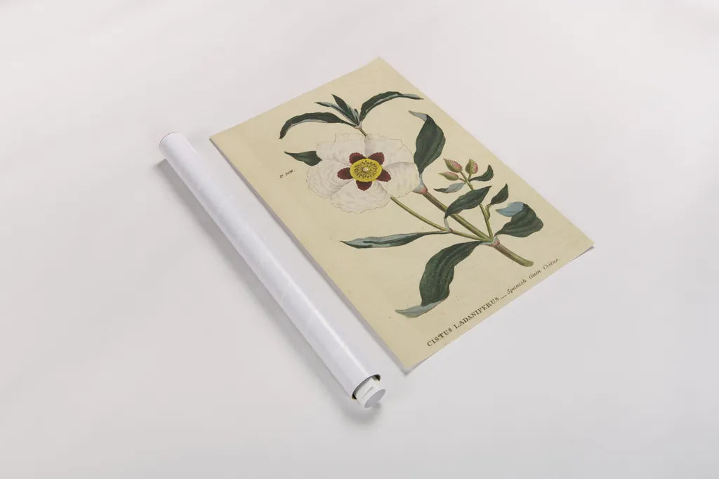 Herbal Botanical XXVII by Wild Apple Portfolio. shown as a rolled paper print. Available as archival giclee rolled canvas, fine art paper, or poster print. SKU 41432h.