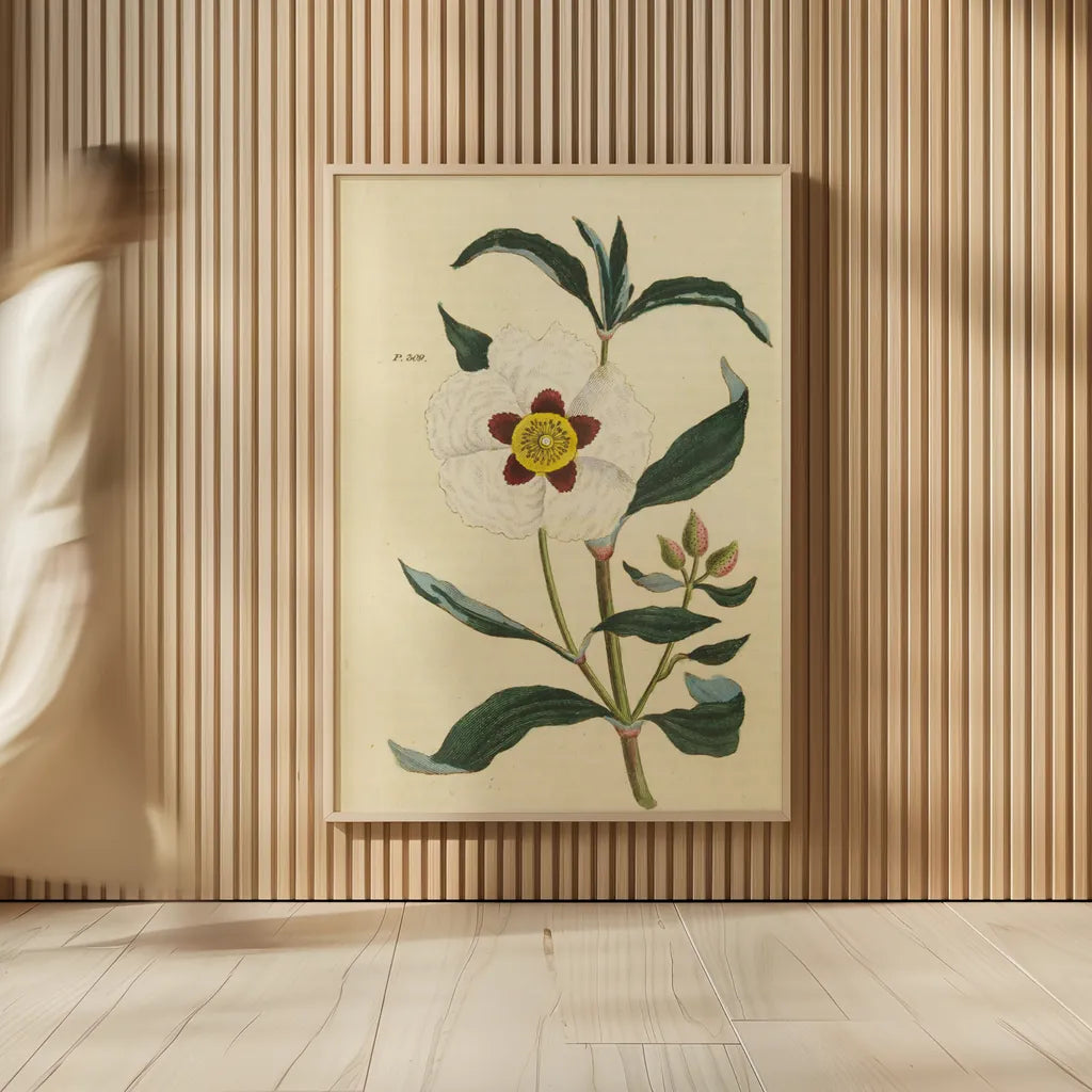 Herbal Botanical XXVII by Wild Apple Portfolio. shown as over sized large wall art. Available as an archival giclee rolled canvas, fine art paper, or poster print. SKU 41432h.