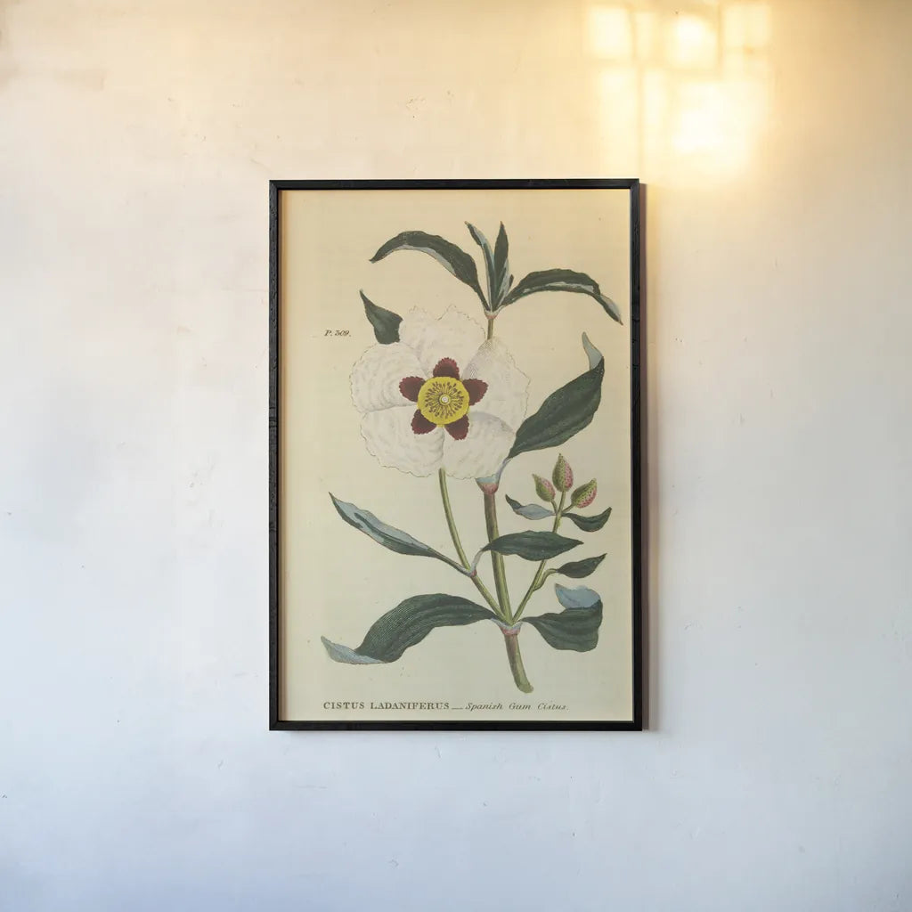 Herbal Botanical XXVII by Wild Apple Portfolio. shown as a paper print in a black flame. Available as a archival giclee rolled canvas, fine art paper, or poster print. SKU 41432h.