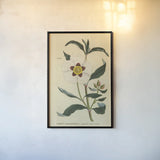 Herbal Botanical XXVII by Wild Apple Portfolio. shown as a paper print in a black flame. Available as a archival giclee rolled canvas, fine art paper, or poster print. SKU 41432h.