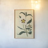 Herbal Botanical XXVII by Wild Apple Portfolio. shown as a paper print in a natural frame. Available as a archival giclee rolled canvas, fine art paper, or poster print. SKU 41432h.