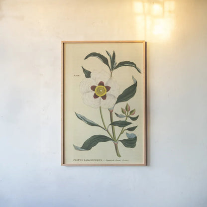 Herbal Botanical XXVII by Wild Apple Portfolio. shown as a paper print in a natural frame. Available as a archival giclee rolled canvas, fine art paper, or poster print. SKU 41432h.