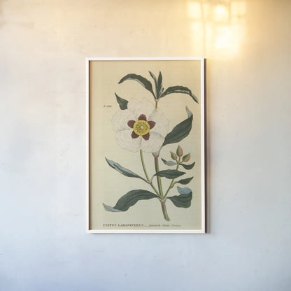 Herbal Botanical XXVII by Wild Apple Portfolio. shown as a paper print in a white frame. Available as a archival giclee rolled canvas, fine art paper, or poster print. SKU 41432h.