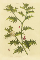 Herbal Botanical XXVIII by Wild Apple Portfolio. SKU 41433h. Archival Giclee Fine art print for wall decor.