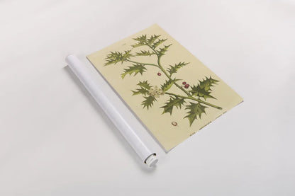 Herbal Botanical XXVIII by Wild Apple Portfolio. shown as a rolled paper print. Available as archival giclee rolled canvas, fine art paper, or poster print. SKU 41433h.