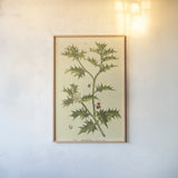 Herbal Botanical XXVIII by Wild Apple Portfolio. shown as a paper print in a natural frame. Available as a archival giclee rolled canvas, fine art paper, or poster print. SKU 41433h.