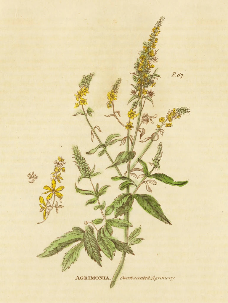 Herbal Botanical XXX by Wild Apple Portfolio