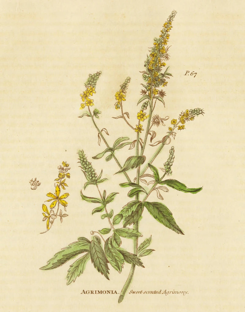 Herbal Botanical XXX Crop by Wild Apple Portfolio