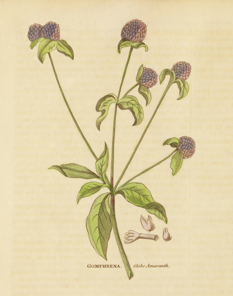 Herbal Botanical XXXII by Wild Apple Portfolio