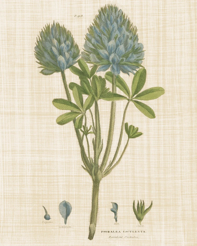 Herbal Botany XV Linen Crop by Wild Apple Portfolio