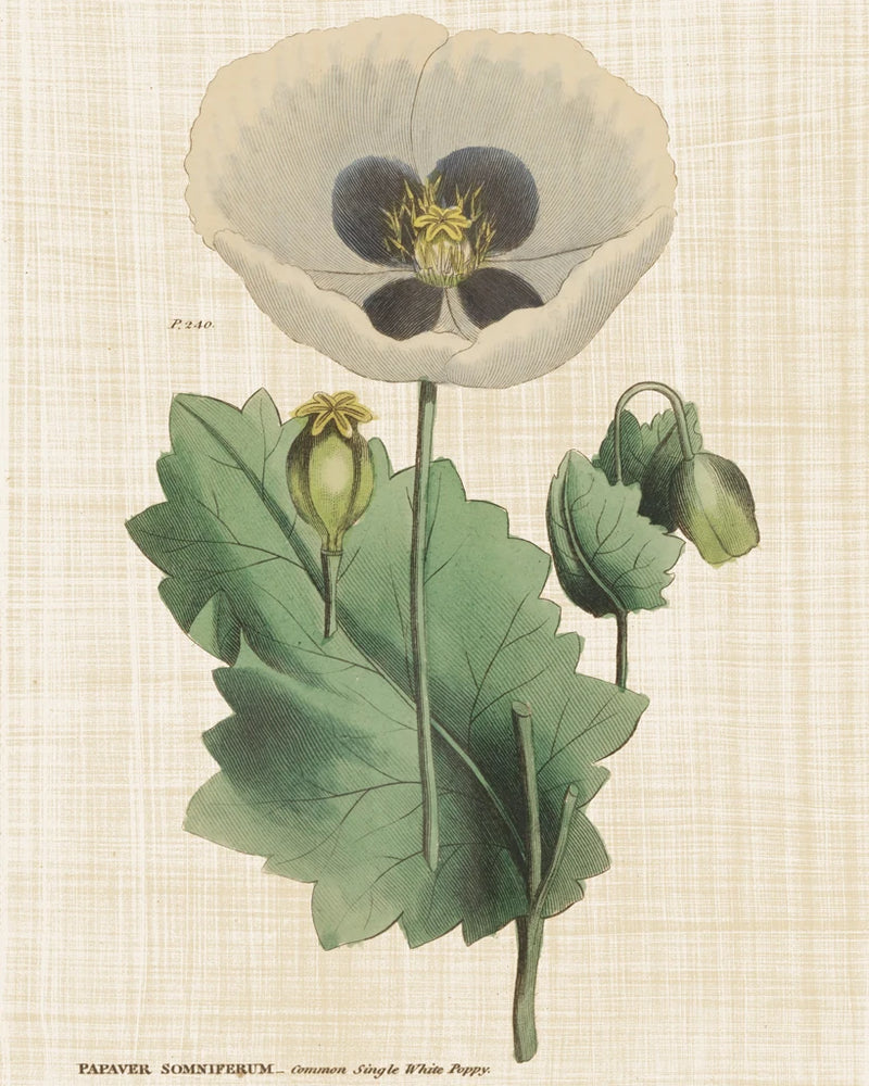 Herbal Botany XVI Linen Crop by Wild Apple Portfolio