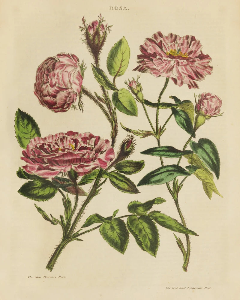 Herbal Botany XVIII v2 Crop by Wild Apple Portfolio