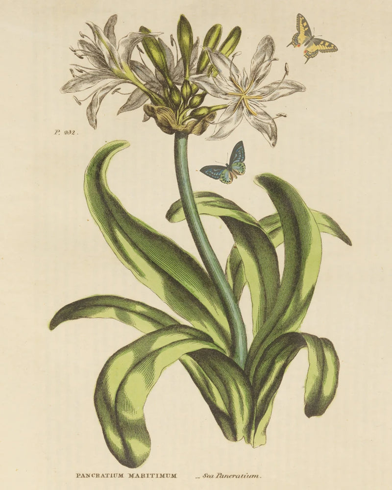 Herbal Botany XX Butterfly Crop by Wild Apple Portfolio