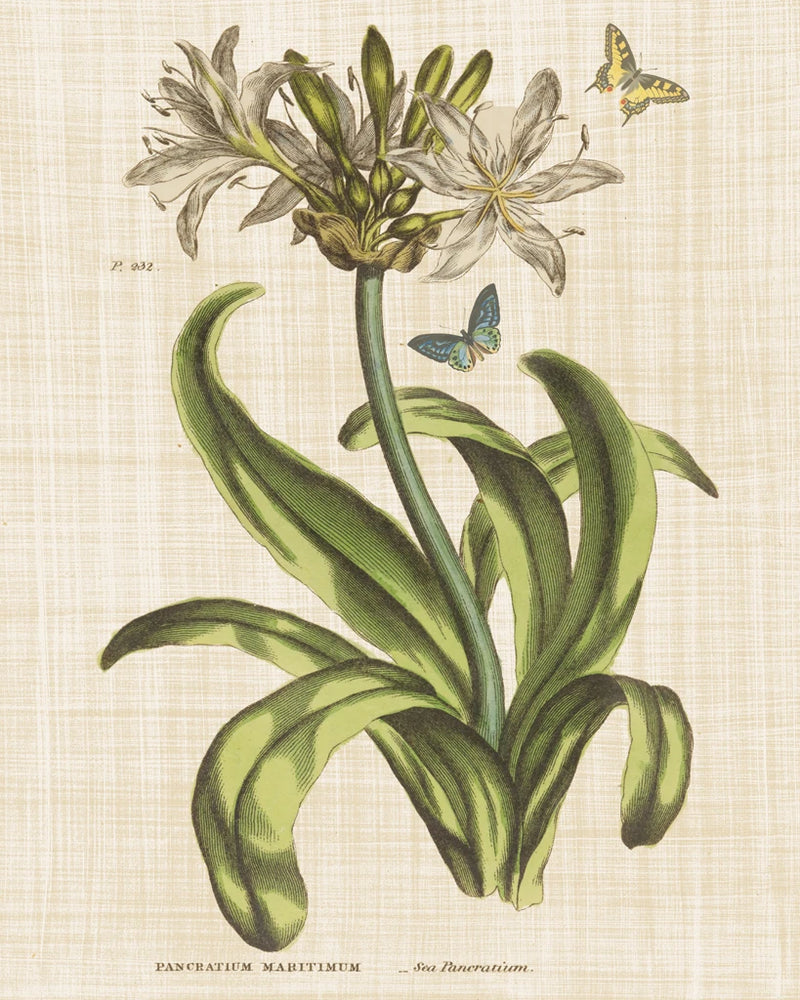 Herbal Botany XX Butterfly Linen Crop by Wild Apple Portfolio