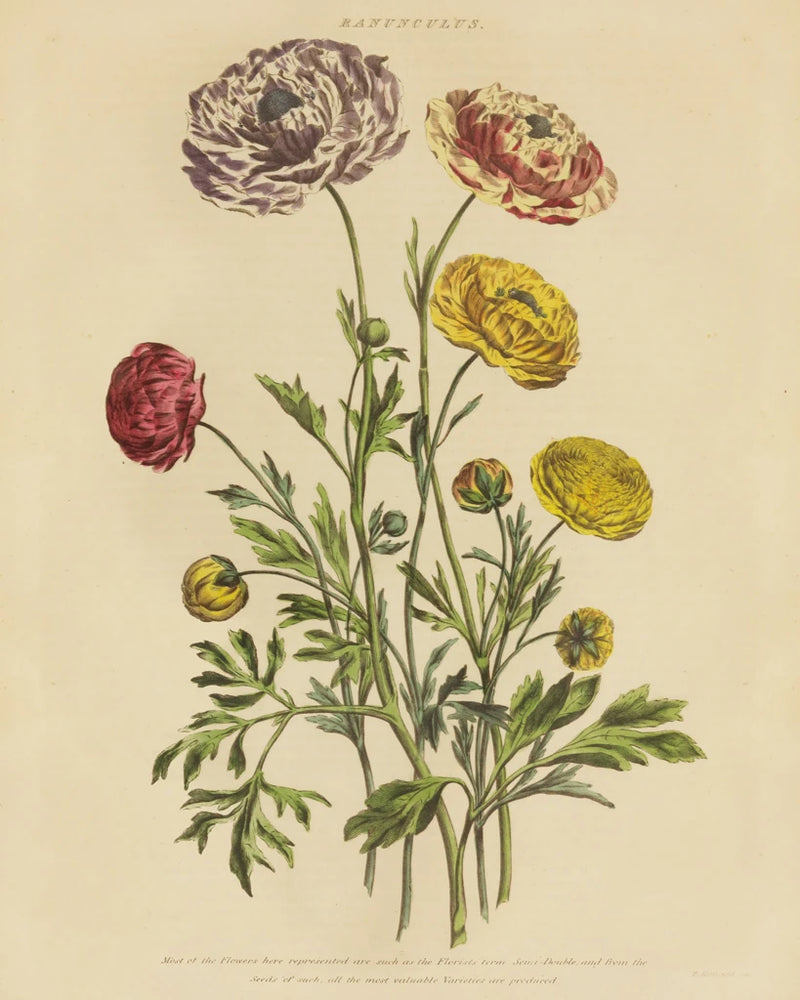 Herbal Botany XXII v2 Crop by Wild Apple Portfolio