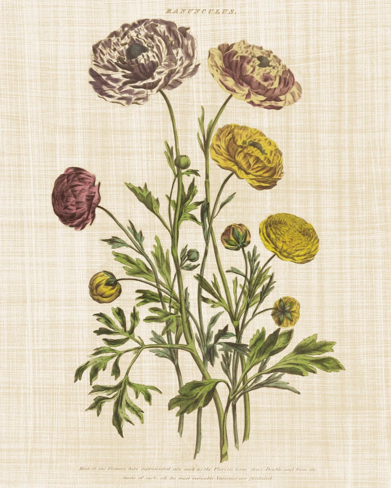 Herbal Botany XXII v2 Linen Crop by Wild Apple Portfolio