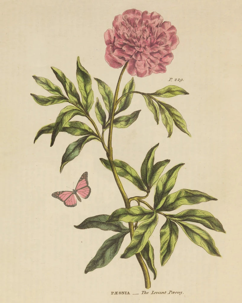 Herbal Botany XXIV Butterfly Crop by Wild Apple Portfolio