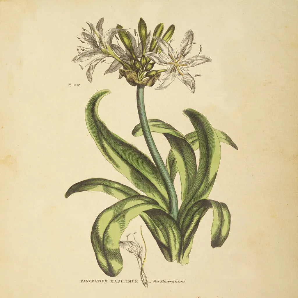 Herbed Botanical XX Square by Wild Apple Portfolio. SKU 54171a. Archival Giclee Fine art print for wall decor.