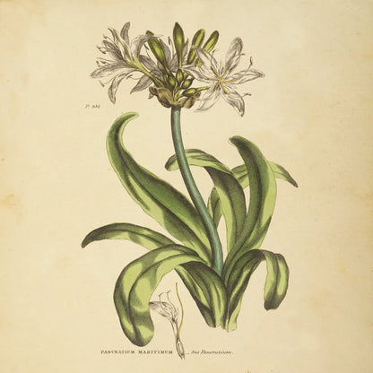 Herbed Botanical XX Square by Wild Apple Portfolio. SKU 54171a. Archival Giclee Fine art print for wall decor.