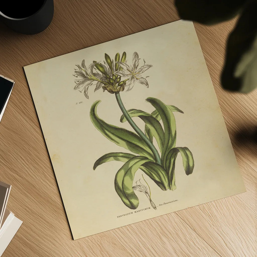 Herbed Botanical XX Square by Wild Apple Portfolio. Shown as a detailed flat fine art print, highlighting archival giclee quality. Available as an archival giclee rolled canvas, fine art paper, or poster print. SKU 54171a.