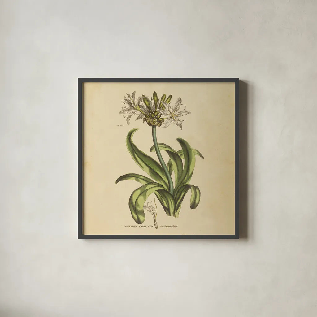 Herbed Botanical XX Square by Wild Apple Portfolio. Shown in a sleek black glass frame for a contemporary gallery look. Available as an archival giclee rolled canvas, fine art paper, or poster print. SKU 54171a.