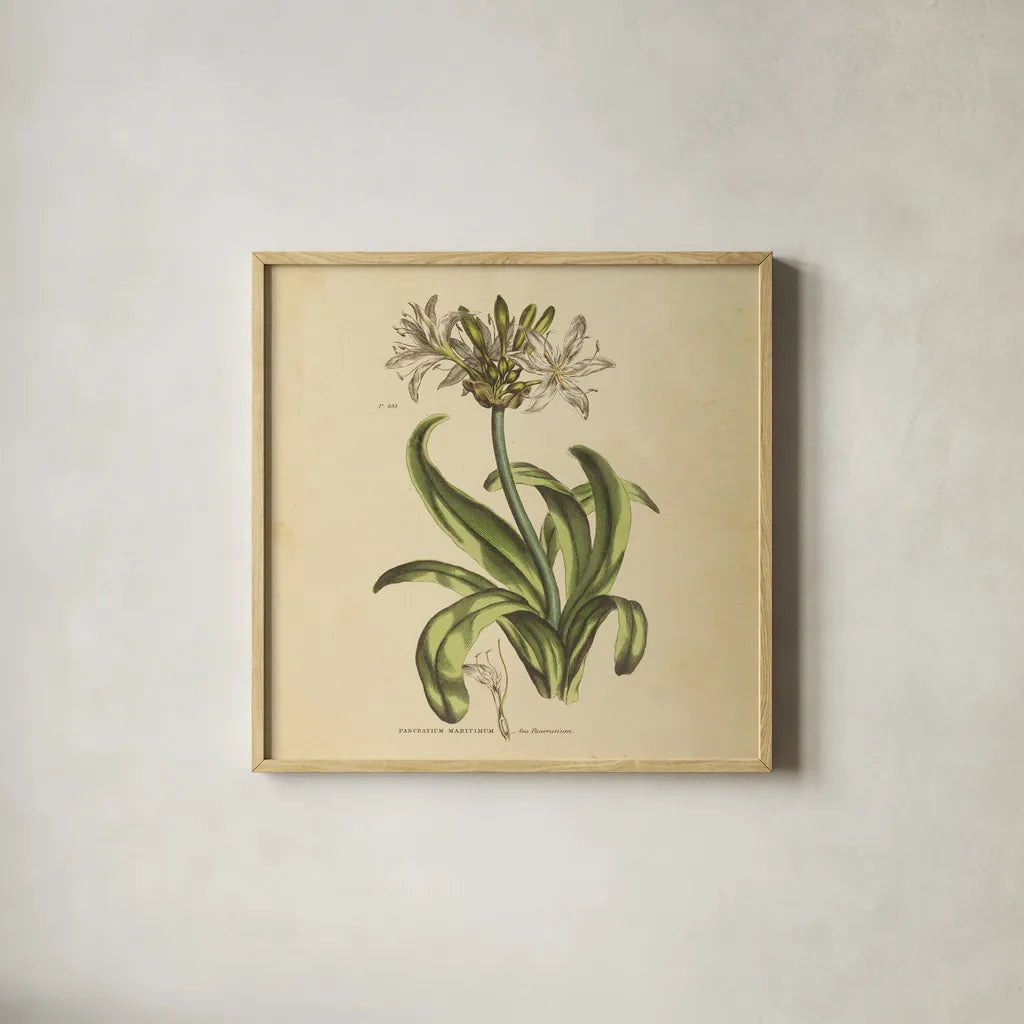 Herbed Botanical XX Square by Wild Apple Portfolio. Shown in a natural wood glass frame for a timeless modern aesthetic. Available as an archival giclee rolled canvas, fine art paper, or poster print. SKU 54171a.