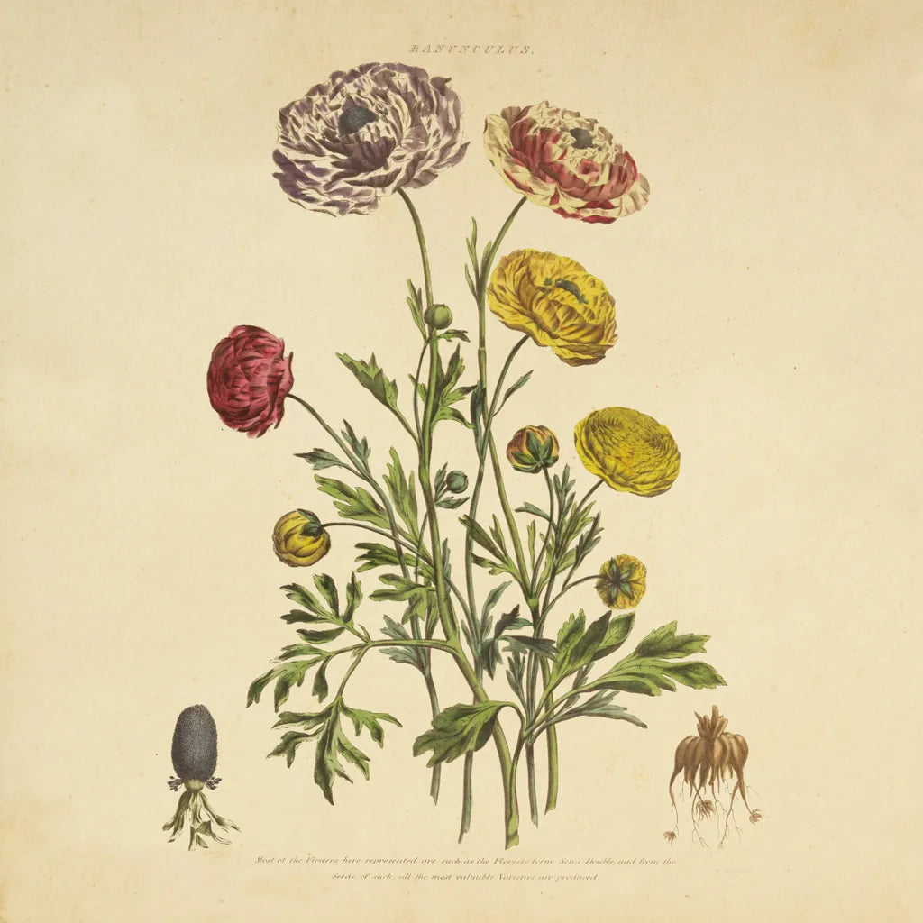 Herbed Botanical XXII Square by Wild Apple Portfolio. SKU 54172a. Archival Giclee Fine art print for wall decor.